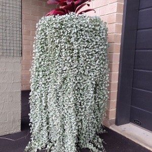 Dichondra Silver Falis